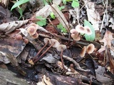 Gymnopus semihirtipes image