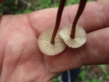 Gymnopus semihirtipes image
