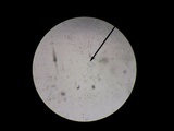 Gymnopus semihirtipes image