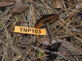 Entoloma vernum image