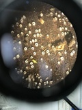 Stictis radiata image