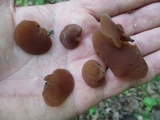 Auricularia angiospermarum image