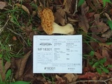 Morchella americana image