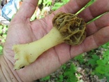 Morchella sceptriformis image