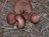 Chroogomphus vinicolor image