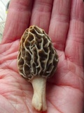 Morchella diminutiva image