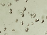 Morchella diminutiva image