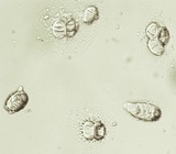 Morchella diminutiva image