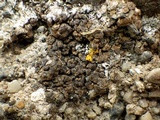 Catapyrenium squamulosum image