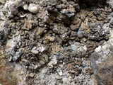 Catapyrenium squamulosum image