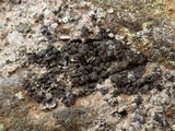 Catapyrenium squamulosum image