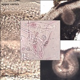 Catapyrenium squamulosum image