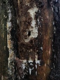 Dichostereum sordulentum image