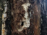 Dichostereum sordulentum image