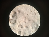 Dichostereum sordulentum image