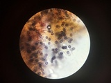 Dichostereum sordulentum image