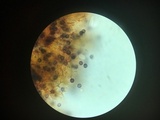 Dichostereum sordulentum image