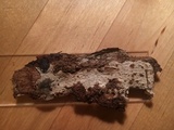 Dichostereum sordulentum image