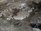Granulobasidium vellereum image