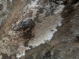 Granulobasidium vellereum image