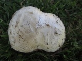 Calvatia pachyderma image