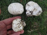 Calvatia pachyderma image