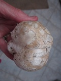 Calvatia pachyderma image