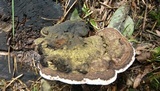Ganoderma australe image
