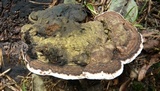 Ganoderma australe image