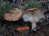 Clitocybe squamulosa image