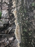 Coriolopsis gallica image