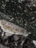 Coriolopsis gallica image
