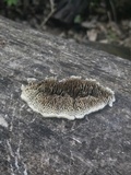 Coriolopsis gallica image