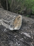 Coriolopsis gallica image