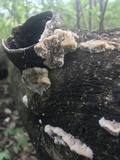 Coriolopsis gallica image