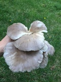 Pleurotus pulmonarius image
