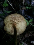 Xeromphalina tenuipes image