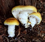 Floccularia albolanaripes image