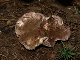 Hygrophorus purpurascens image