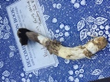 Agaricus zelleri image