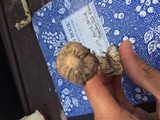 Agaricus zelleri image