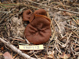 Discina ancilis image