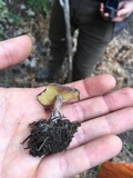 Rugosomyces onychinus image