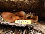 Discina ancilis image