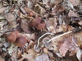 Psathyrella bipellis image