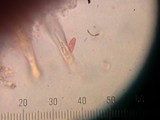 Chroogomphus vinicolor image