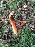 Phallus rubicundus image