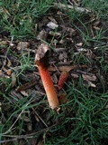 Phallus rubicundus image