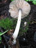 Pluteus salicinus image