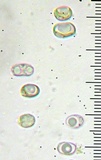 Floccularia albolanaripes image